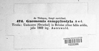 Gnomonia campylostyla image